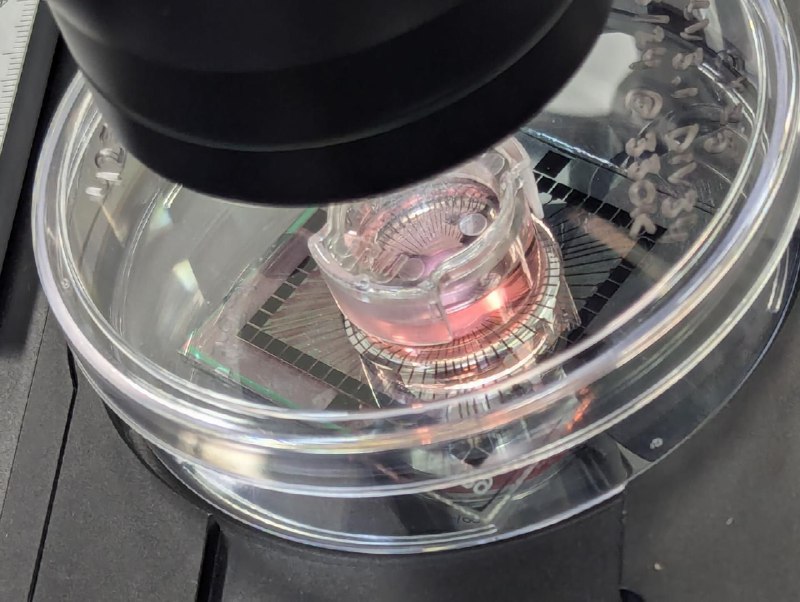 全球首台商用可编程活体计算机 CL1 问世，将人类神经元与硅基芯片结合全球首款活体计算机 CL1 即将在 2025 年下半年上市！这款由澳大利亚初创公司 Cortical Labs 研发的划时代产品，采用人类血液干细胞培育的神经元作为核心处理器，开创了合成生物智能（SBI）的新纪元